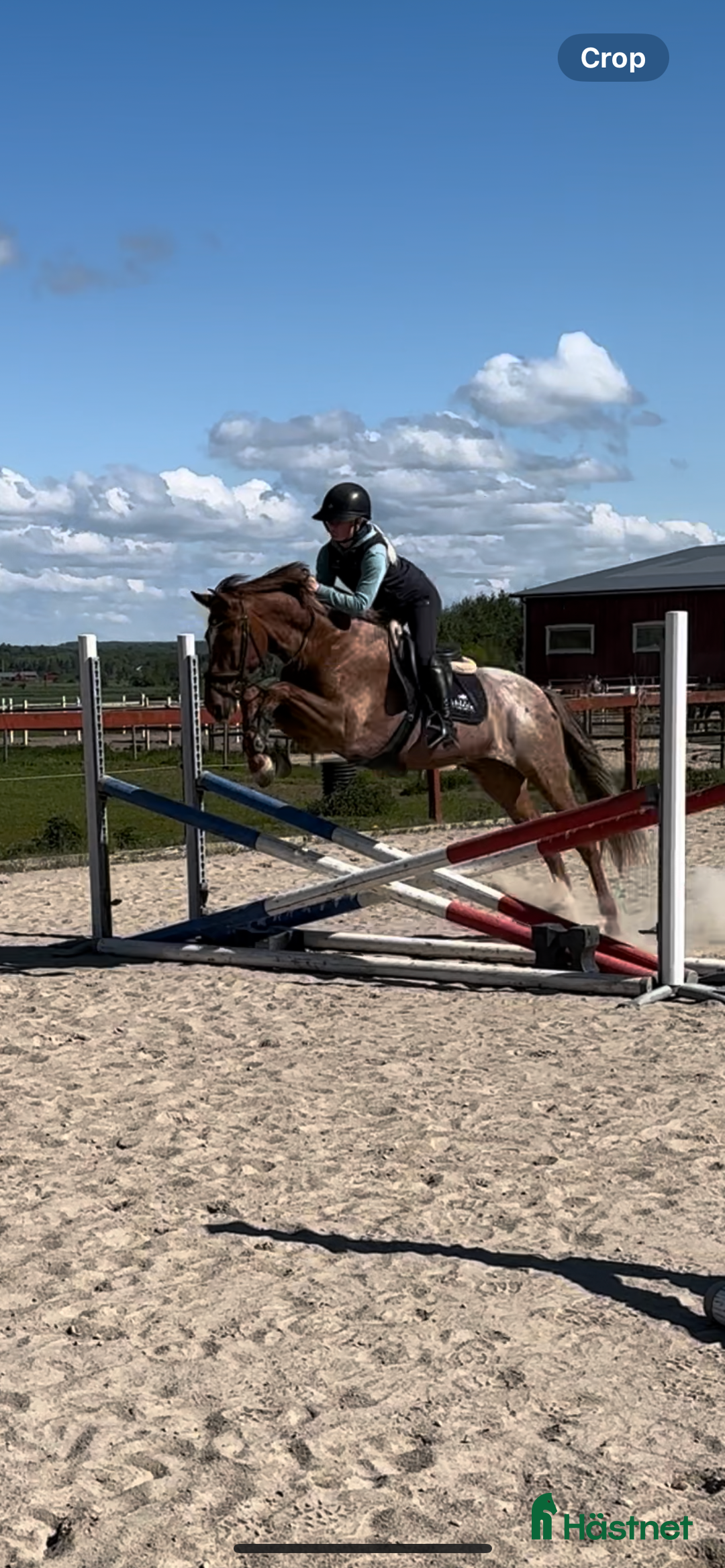 Dressyr hästar till salu: Välutbildad PRE valack i Varberg - Annons 4