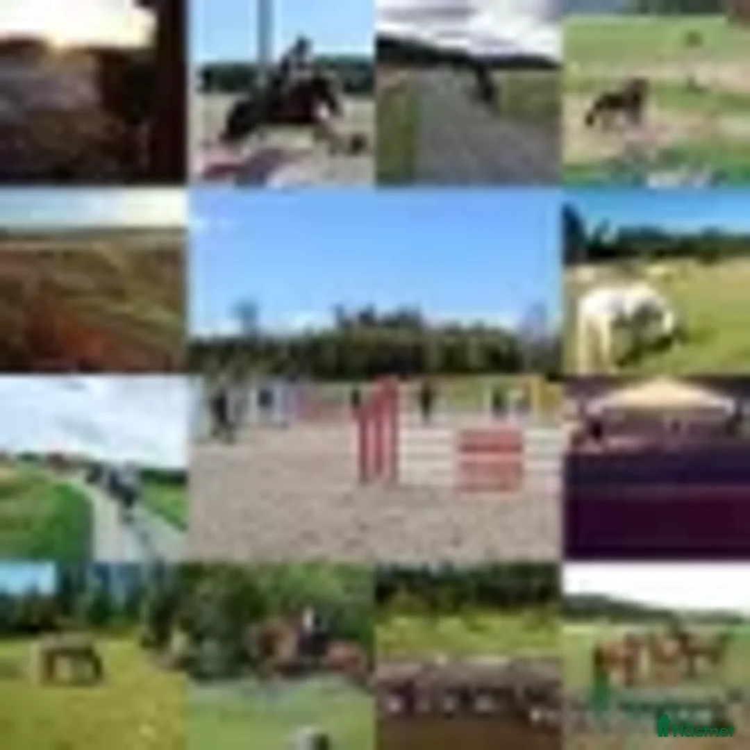  stallplats finnes: Boxplats på gård med ridhus finns i Knivsta i Knivsta - Annons 1