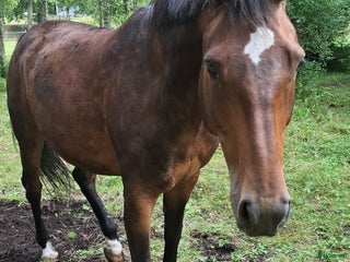 hästar i Ronneby - Annons 18