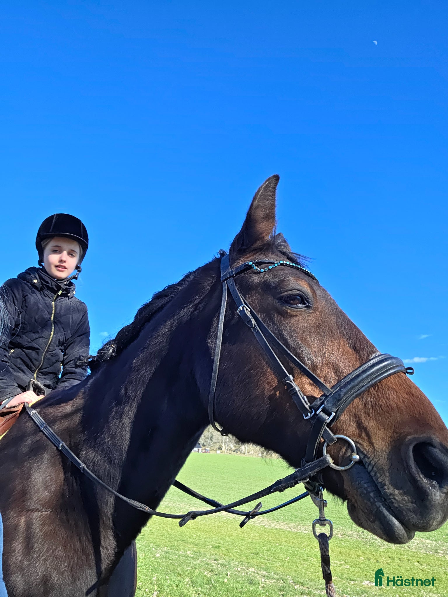  medryttarhäst finnes: Medryttare sökes! - Annons 2