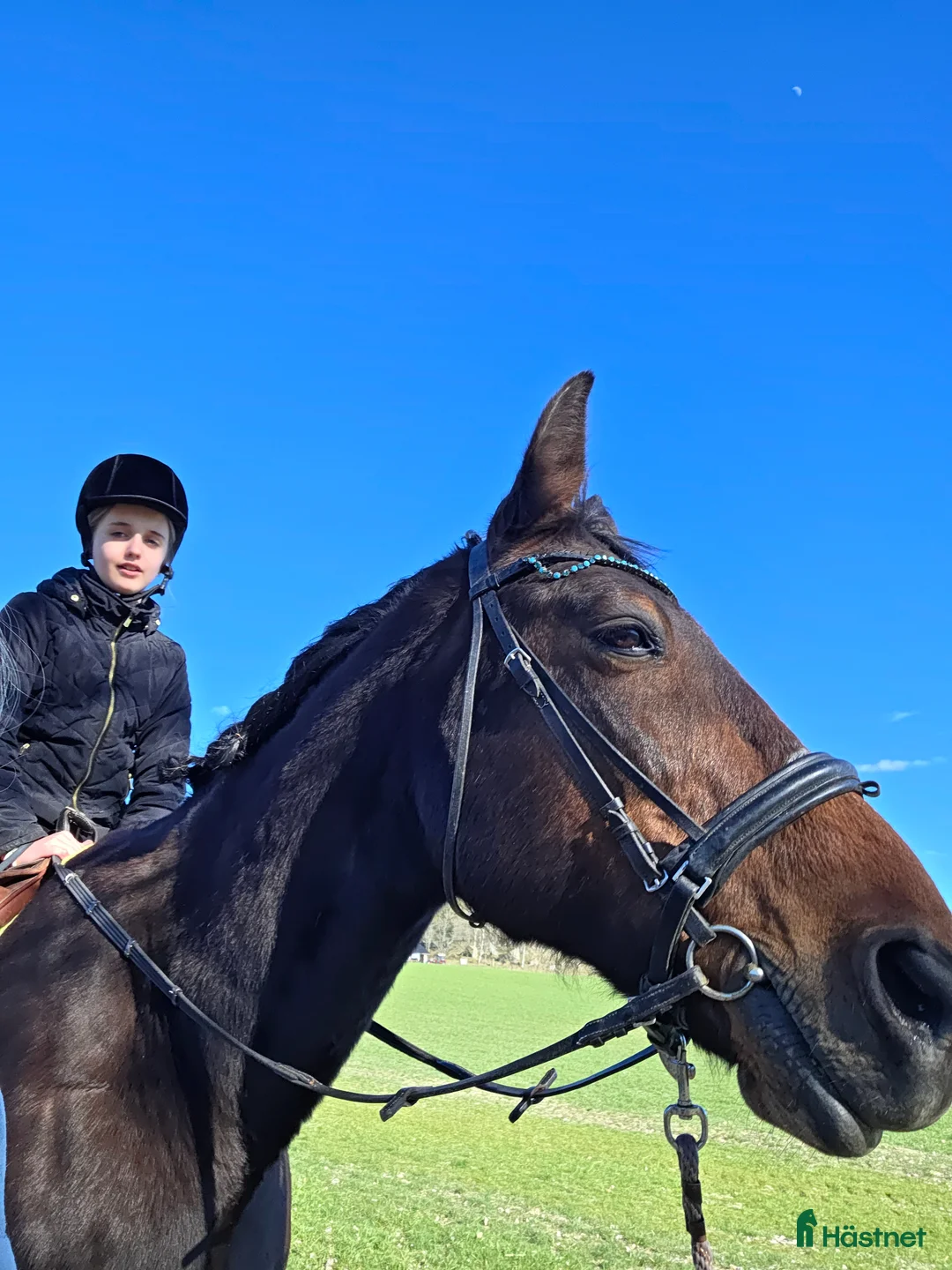  medryttarhäst finnes: Medryttare sökes! i Horn - Annons 1