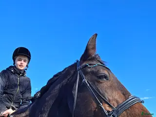 medryttarhäst finnes: Medryttare sökes! - Annons 2