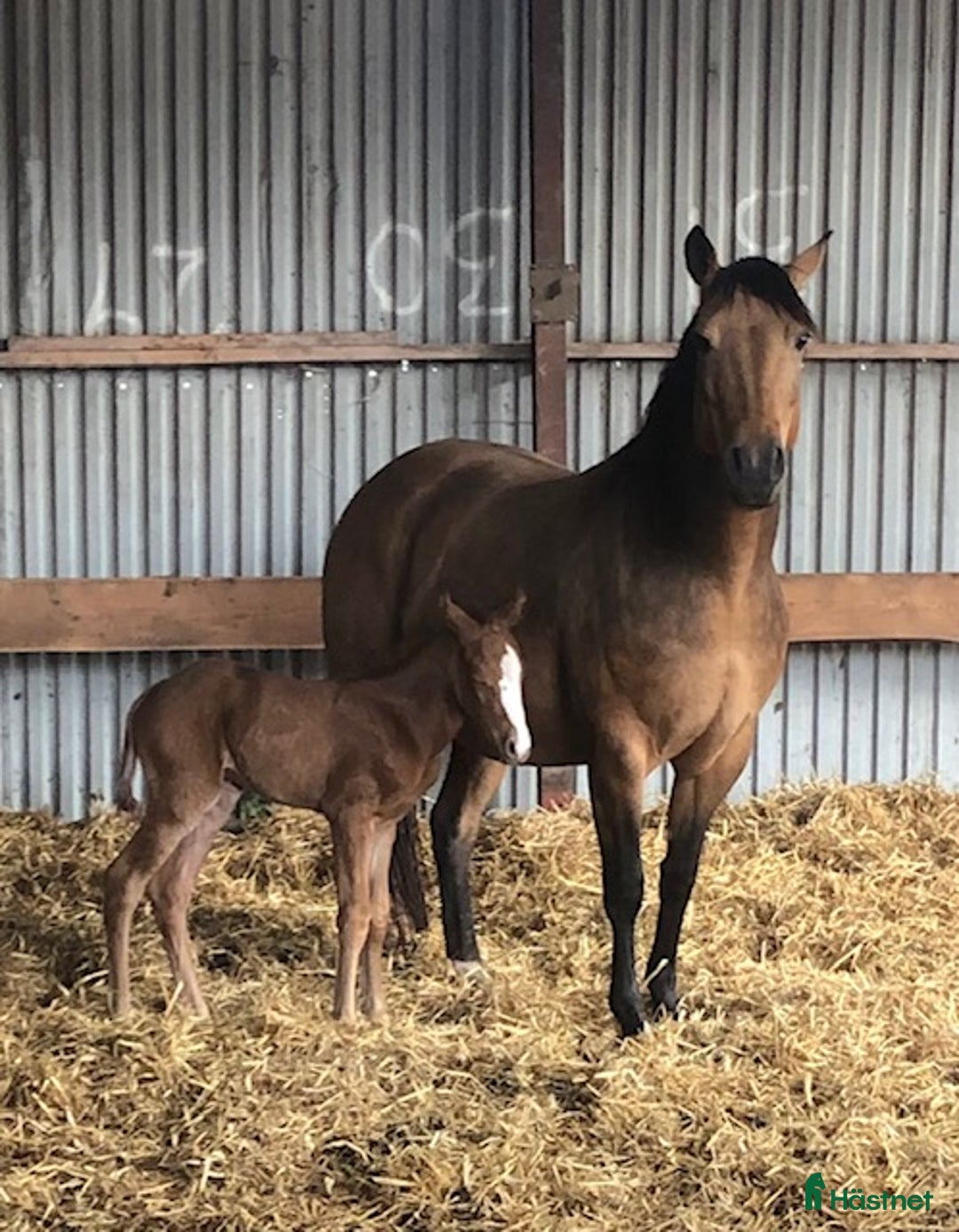 Western hästar till salu: Avelssto i Hjo - Annons 3