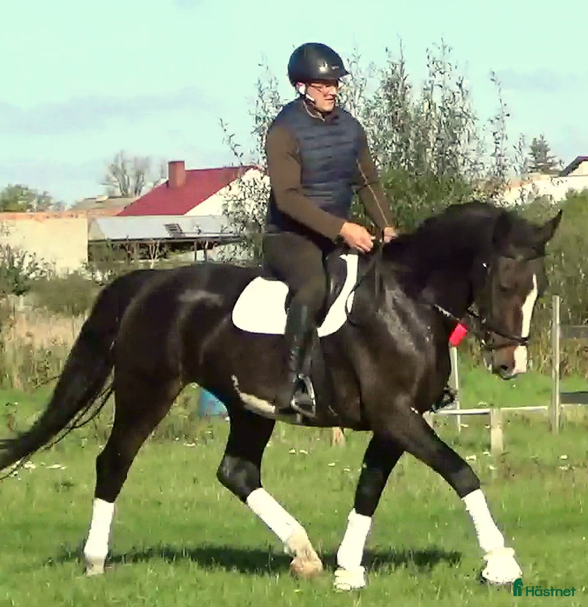  hästar Dressage/driving Star with 4 white socks i Örsundsbro - Annons 3