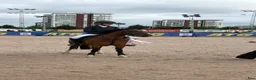 Hoppning hästar till salu: B-ponny - Annons 1