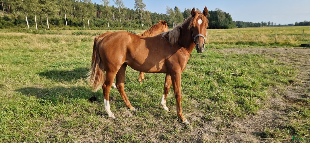 Western hästar till salu: Quartersto född -24 i Kristinehamn - Annons 1