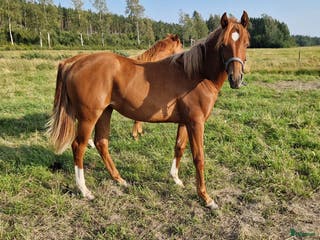 hästar Quartersto född -24 - Annons 15