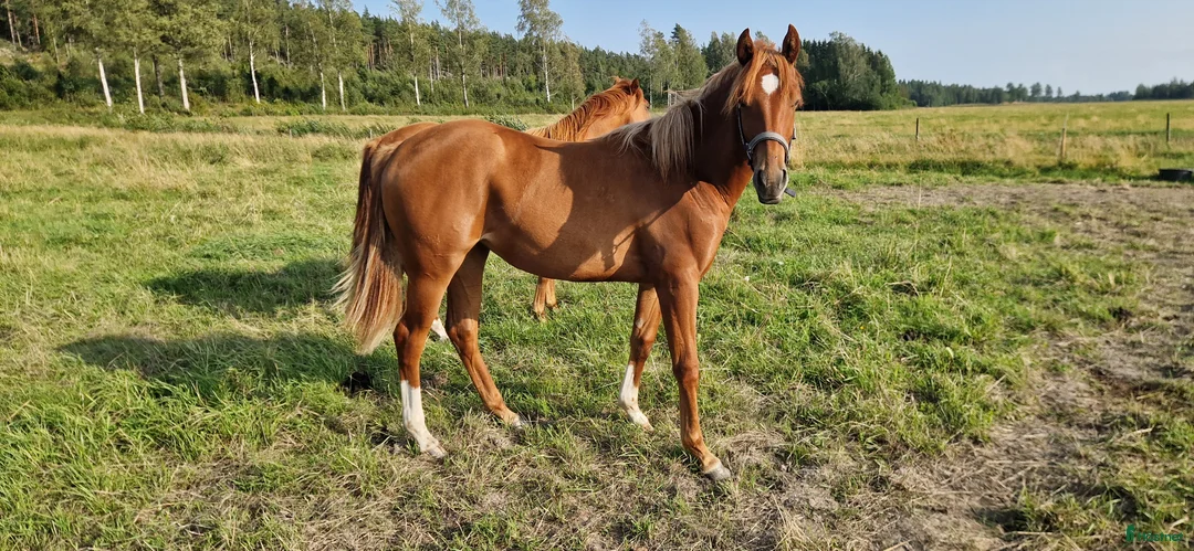 Western hästar till salu: Quartersto född -24 - Annons 1