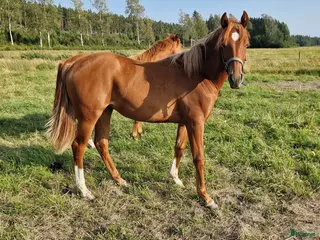 hästar Quartersto född -24 - Annons 3