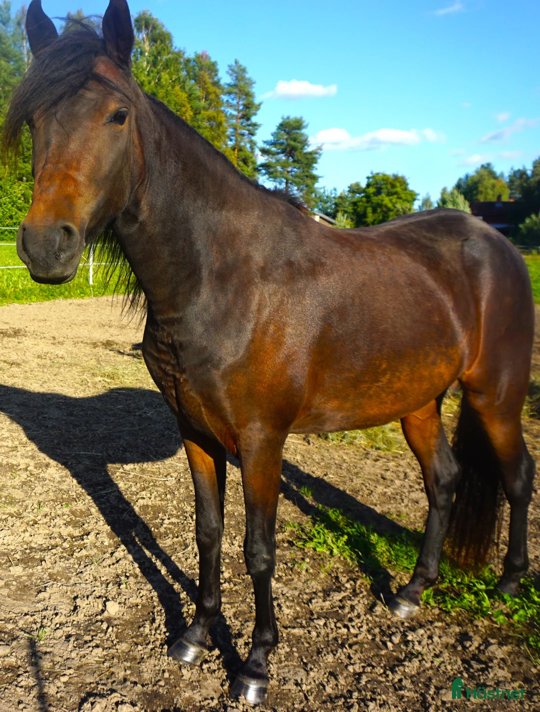 Allround hästar till salu: Paso Fino hästar (en eller fler, hem prio ö pris) i Skellefteå - Annons 5