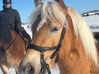 hästar Fantastisk tjej att forma själv i Bälinge - Annons 18