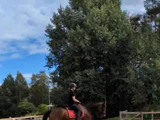 medryttarhäst sökes: Läromästare/dressyrlektioner - Annons 1