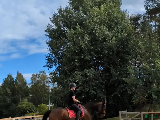 medryttarhäst sökes: Läromästare/dressyrlektioner - Annons 12