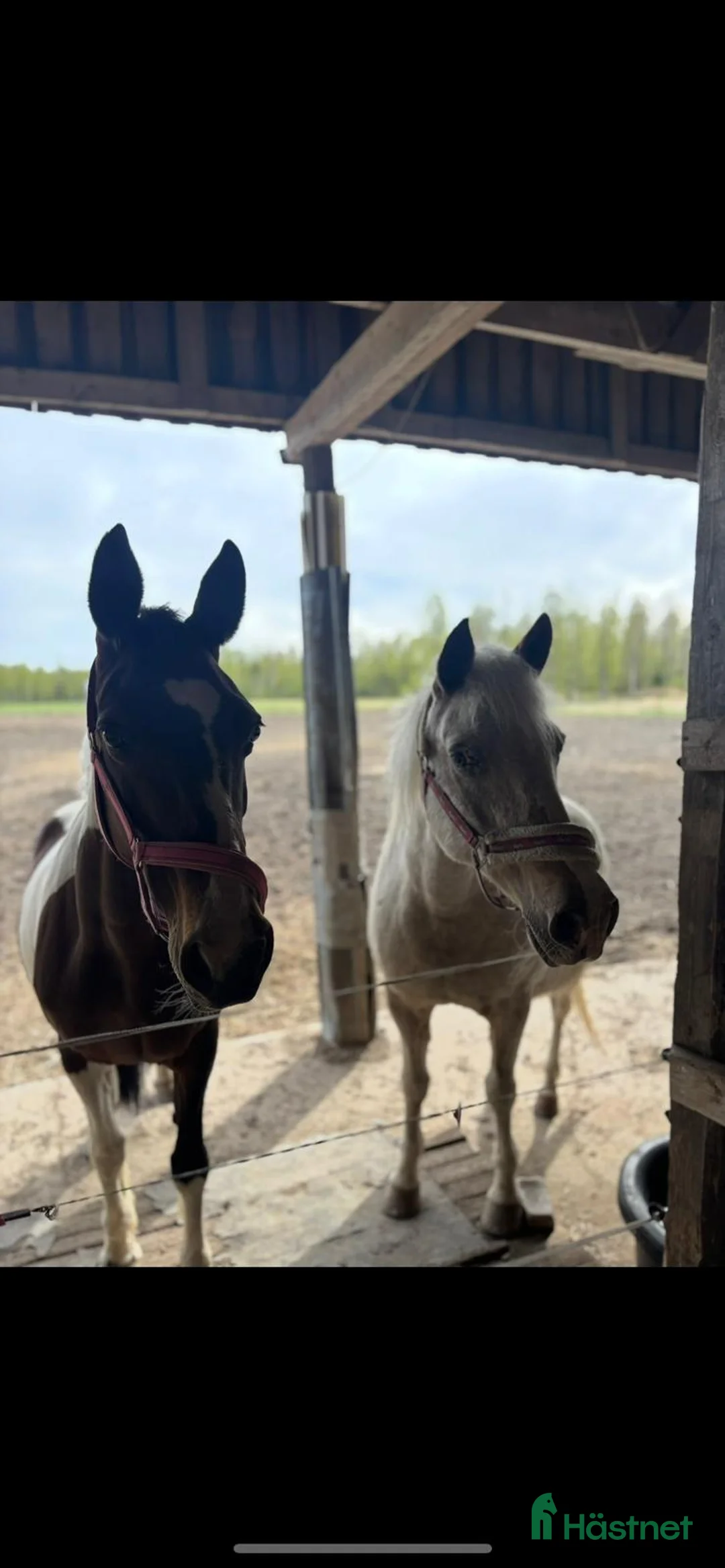 Sällskap hästar till salu: Sällskaps-/promenad-/projektponny - Annons 7