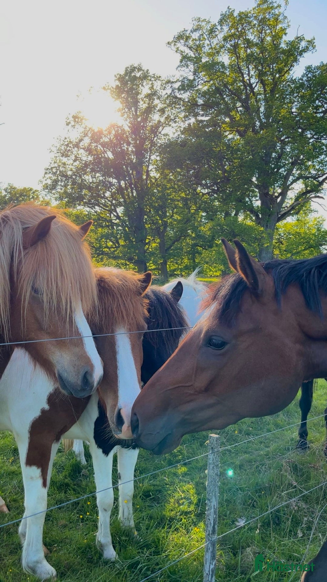 Hoppning hästar till salu: Okomplicerad 3åring för framtiden ☀️ i Linköping - Annons 4