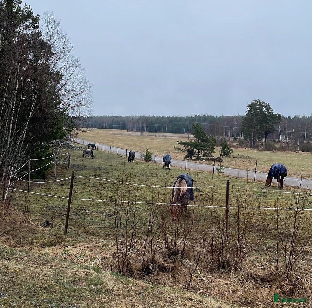  stallplats finnes: Stall med bra rid/körvägar, lång utevistelse i Tungelsta - Annons 2