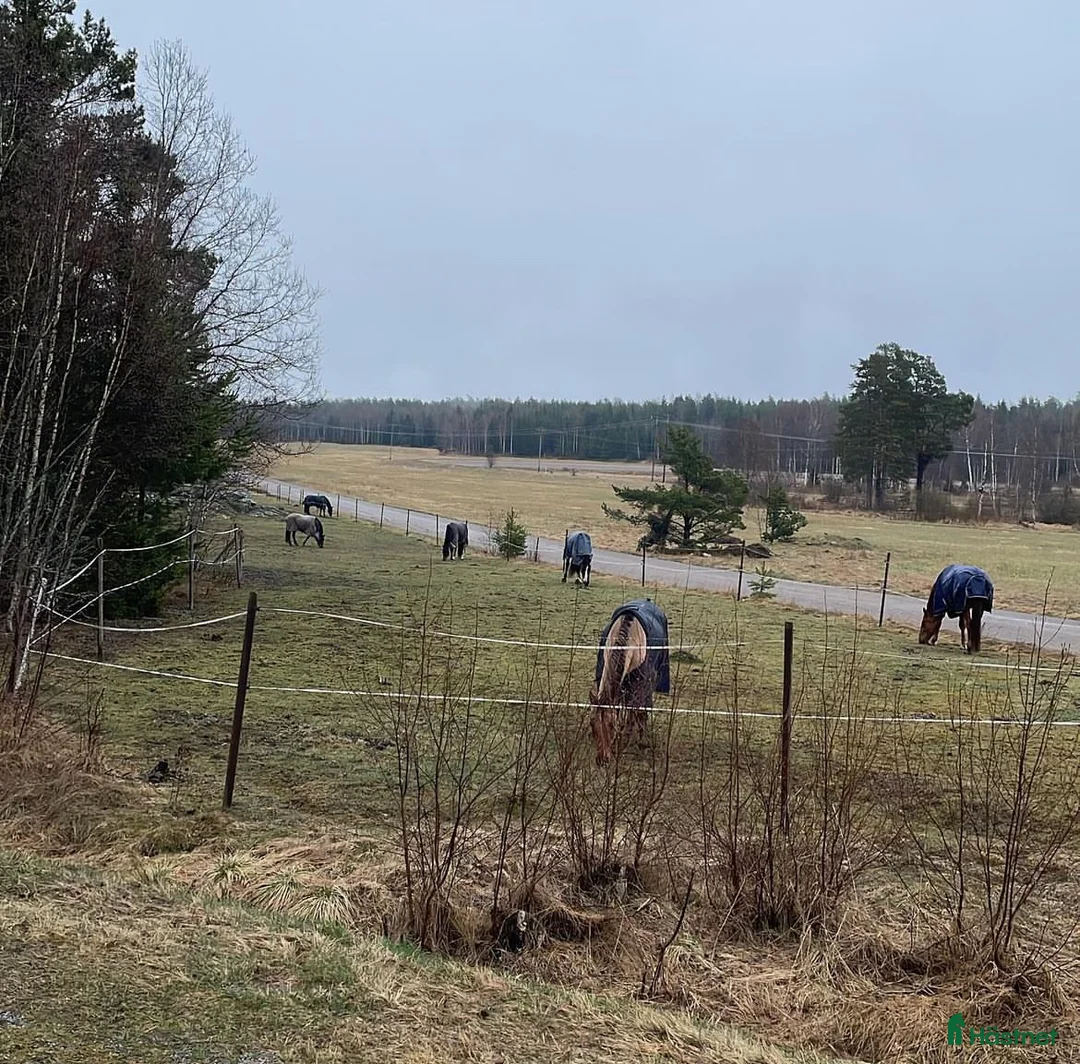  stallplats finnes: Stall med bra rid/körvägar, lång utevistelse i Tungelsta - Annons 2