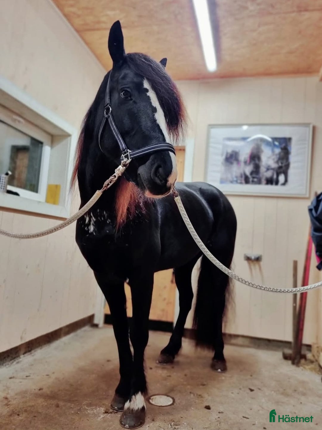 Allround hästar till salu: Sportigt Sto! Trav,rid, avel i Leksand - Annons 2