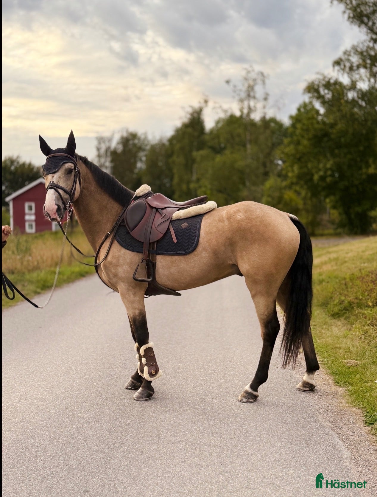  hästar Framtidsämne - Annons 16
