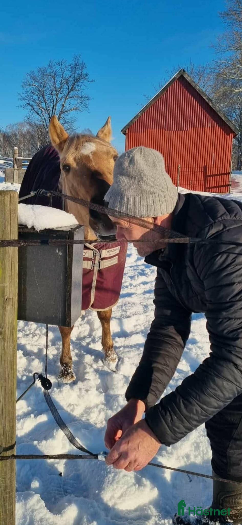  hästar Världens snällaste GULDPONNY! - Annons 2