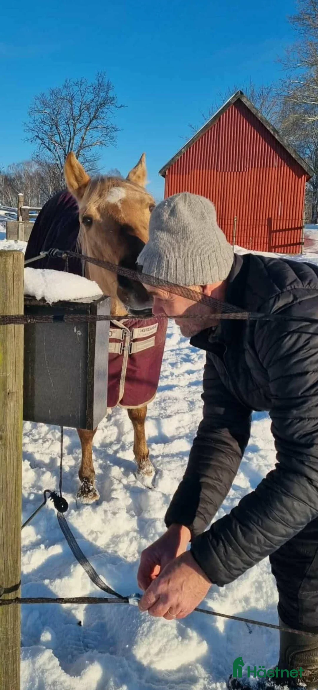 Sällskap hästar till salu: Världens snällaste GULDPONNY! - Annons 2