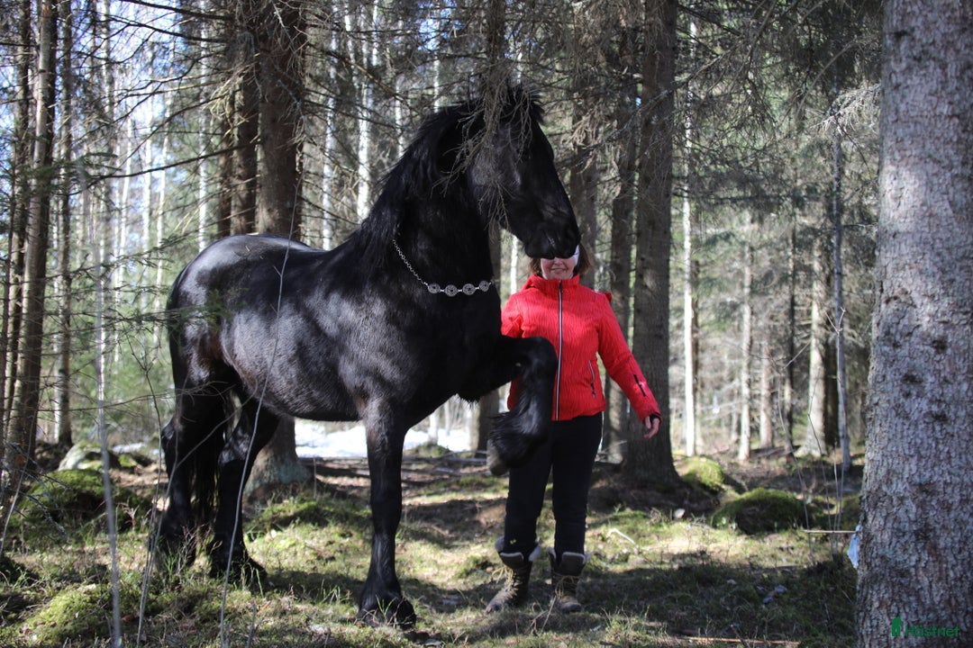 Allround hästar till salu: **Exceptional Horse for Sale** - Annons 4
