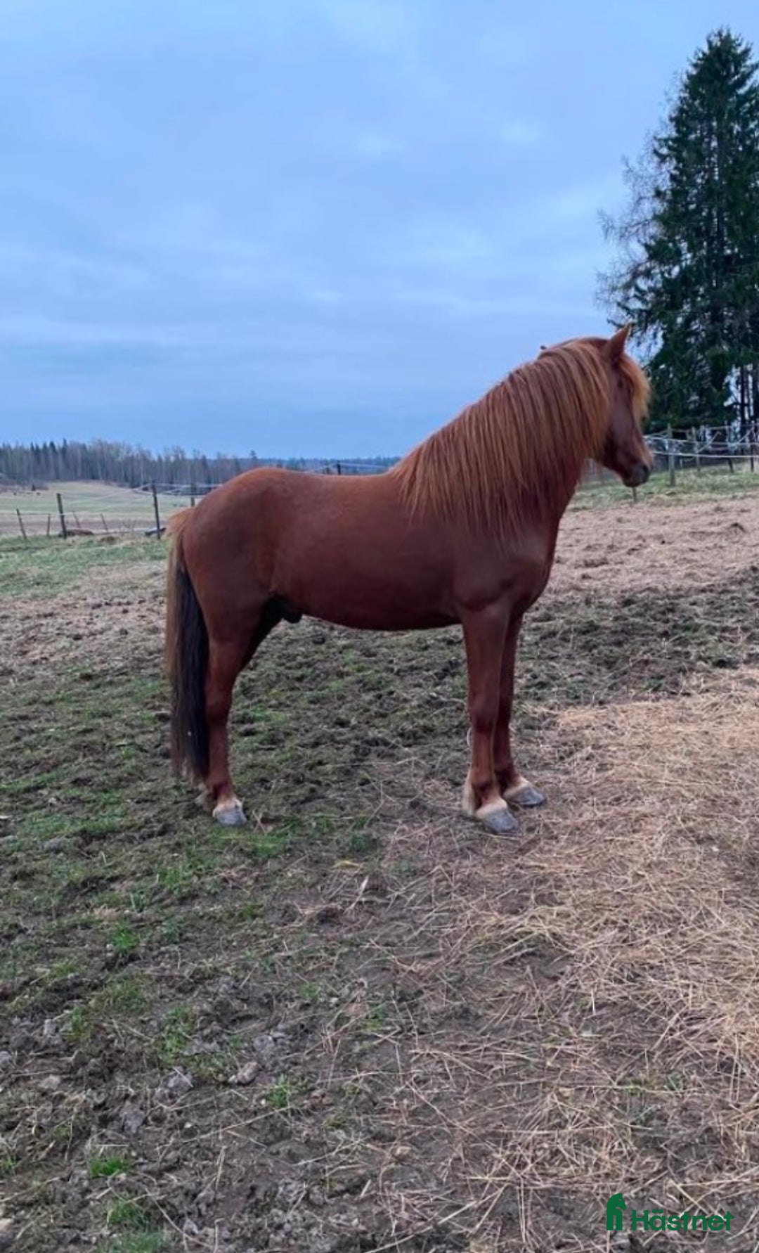 Island hästar till salu: Vacker hingst  i Skinnskatteberg - Annons 5
