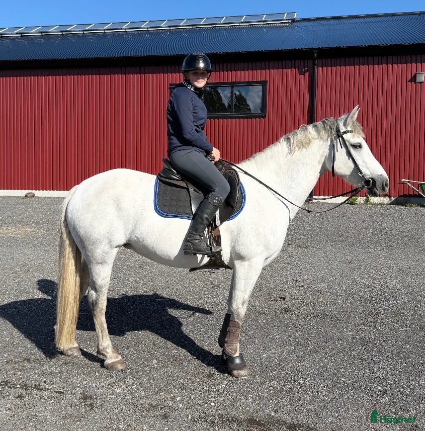 hästar till salu: Frallan söker sitt för alltid hem❤️ - Annons 1