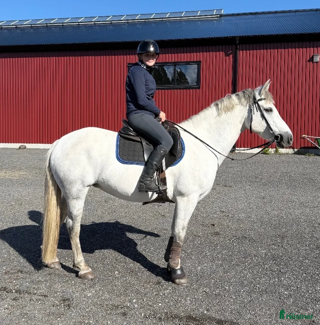 Allround hästar till salu: Frallan söker sitt för alltid hem❤️ i Älvsjö - Annons 1
