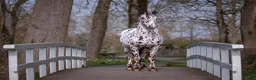Allround hästar till salu: Unik allround inkörd pony - Annons 5