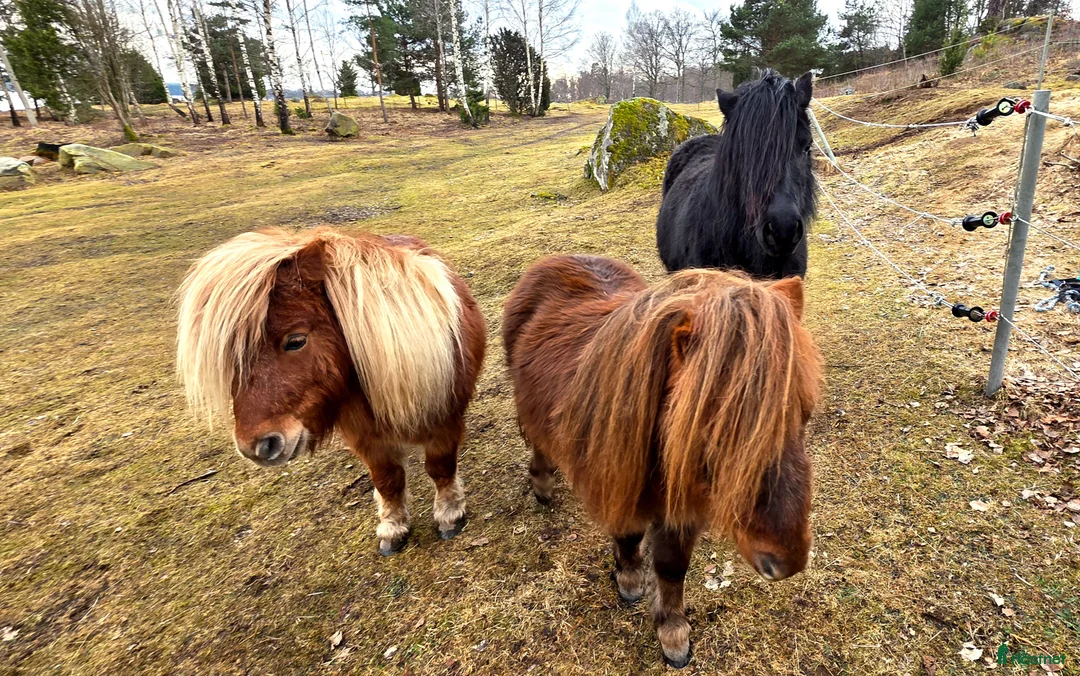 Övrigt hästar till salu: Våra tre ponnyer söker ett nytt hem. - Annons 2