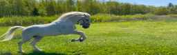 Dressyr hästar till salu: Uttrycksfull och mycket vacker lusitano - Annons 6