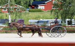 Körvagnar körning till salu: Mörkblå gigg för häst/maxad D i Fagersta - Annons 4