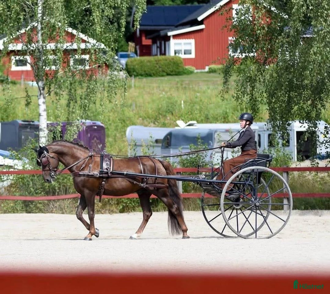 Körvagnar körning till salu: Mörkblå gigg för häst/maxad D i Fagersta - Annons 4