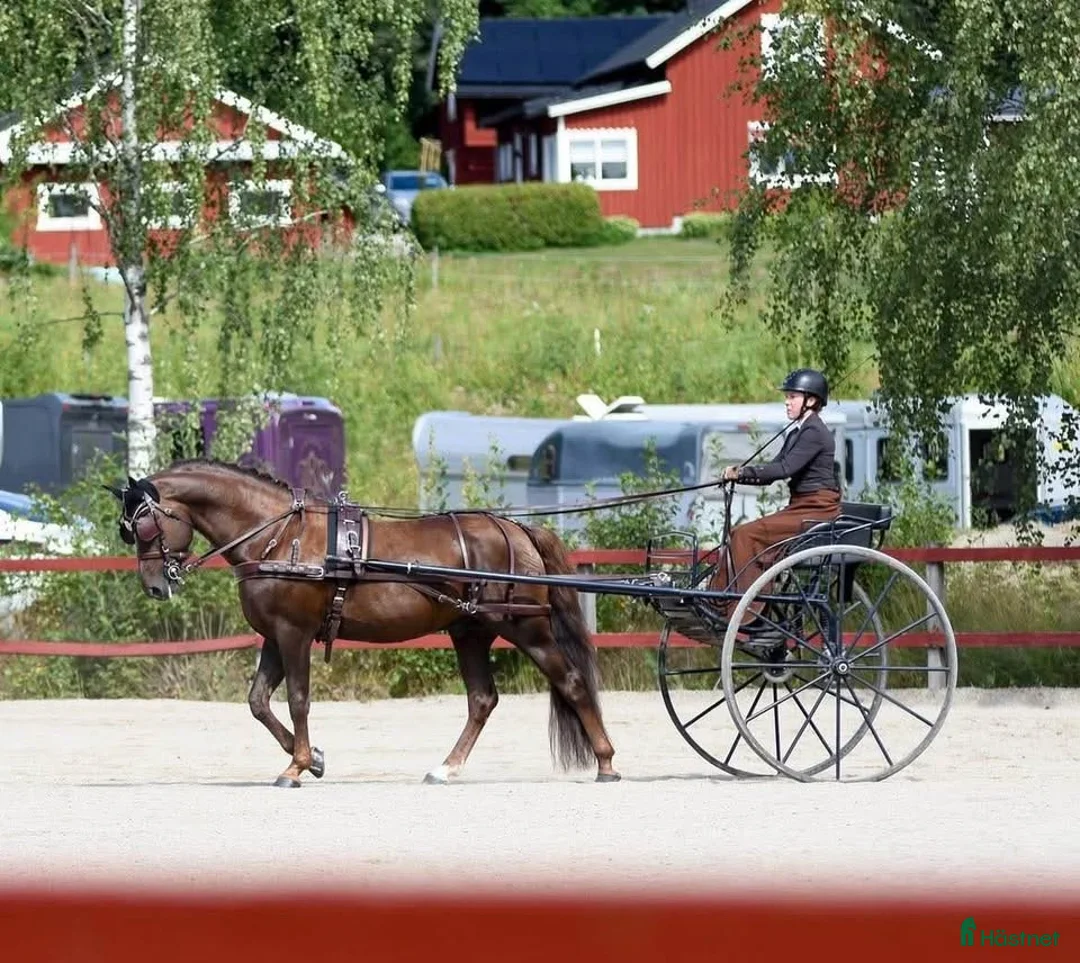 Körvagnar körning till salu: Mörkblå gigg för häst/maxad D i Fagersta - Annons 4