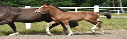 Dressyr hästar till salu: Unik Welsh cob / swb i Partille - Annons 9