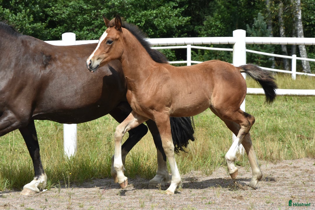 Dressyr hästar till salu: Unik Welsh cob / swb i Partille - Annons 9