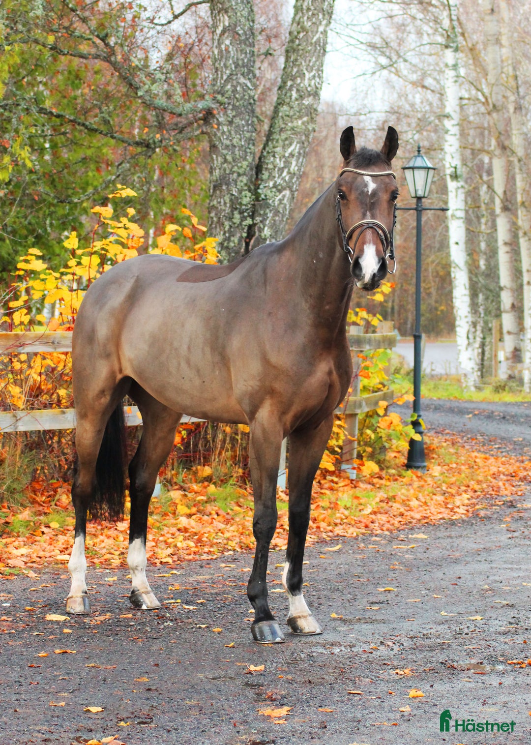 Hoppning hästar till salu: 4år e: Hardrock Z i Åtvidaberg - Annons 9