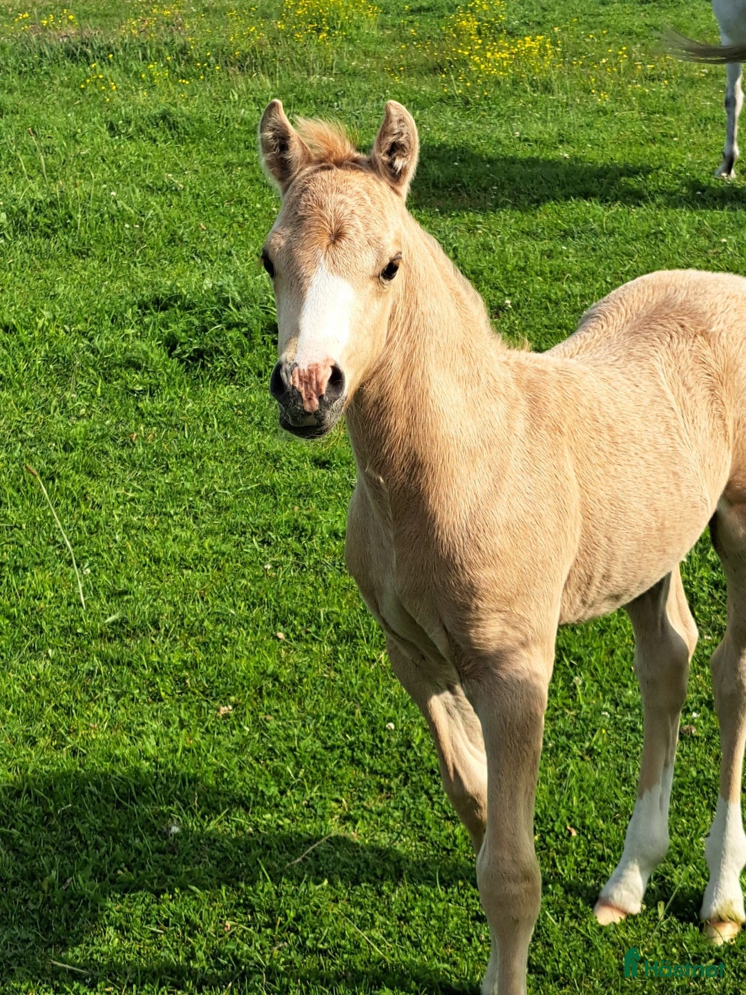 Allround hästar till salu: När kvalite får avgöra i Löttorp - Annons 6