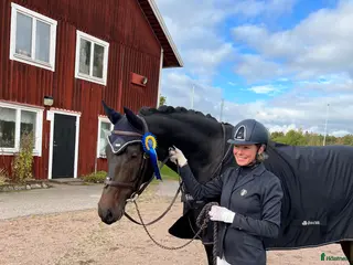 hästjobb Stalljobb - Annons 2