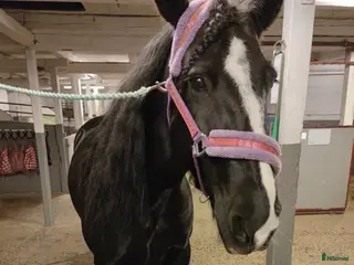 medryttarhäst sökes: Halvfodervärd/ medryttare i Eslöv - Annons 24