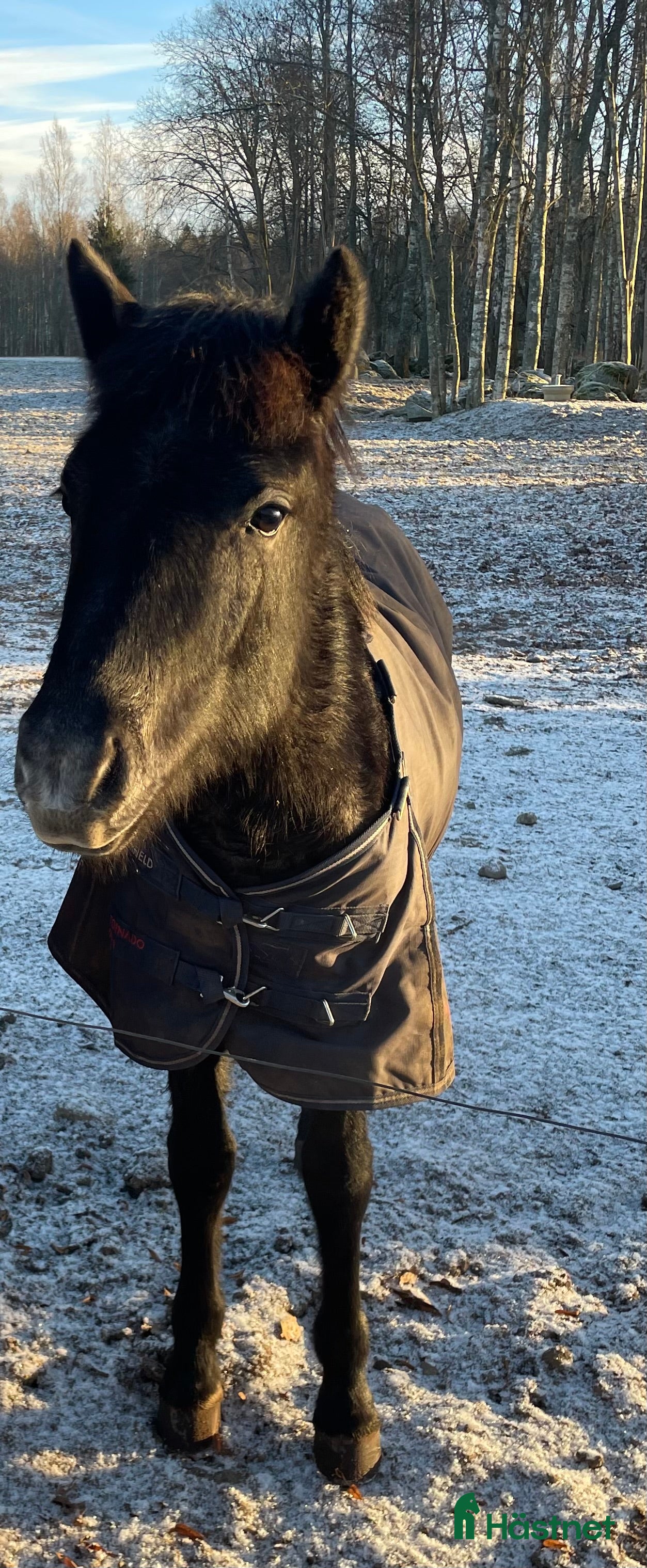  hästar En diamant utöver det extra 🤩 - Annons 2