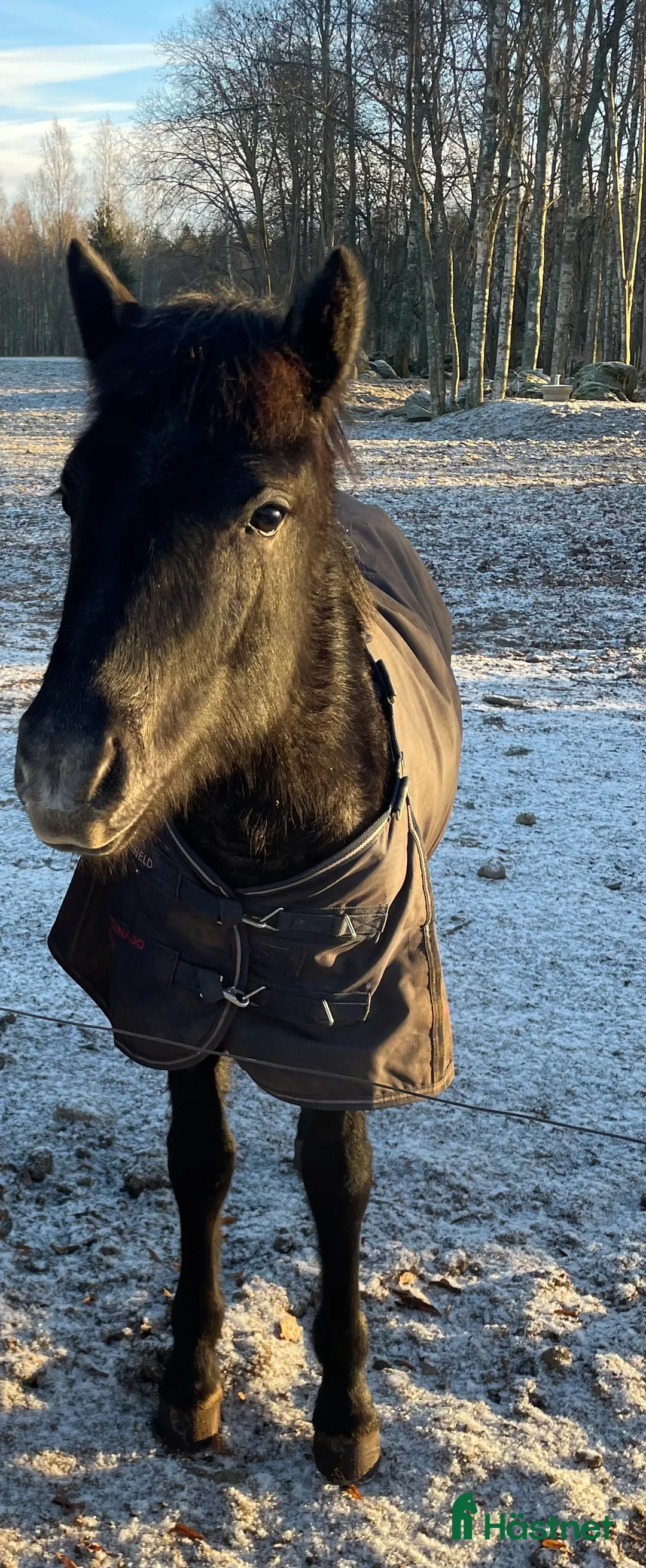 Allround hästar till salu: En diamant utöver det extra 🤩 - Annons 1