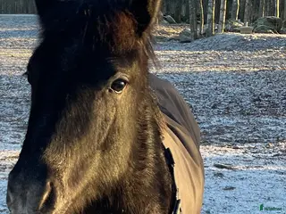 hästar En diamant utöver det extra 🤩 - Annons 2