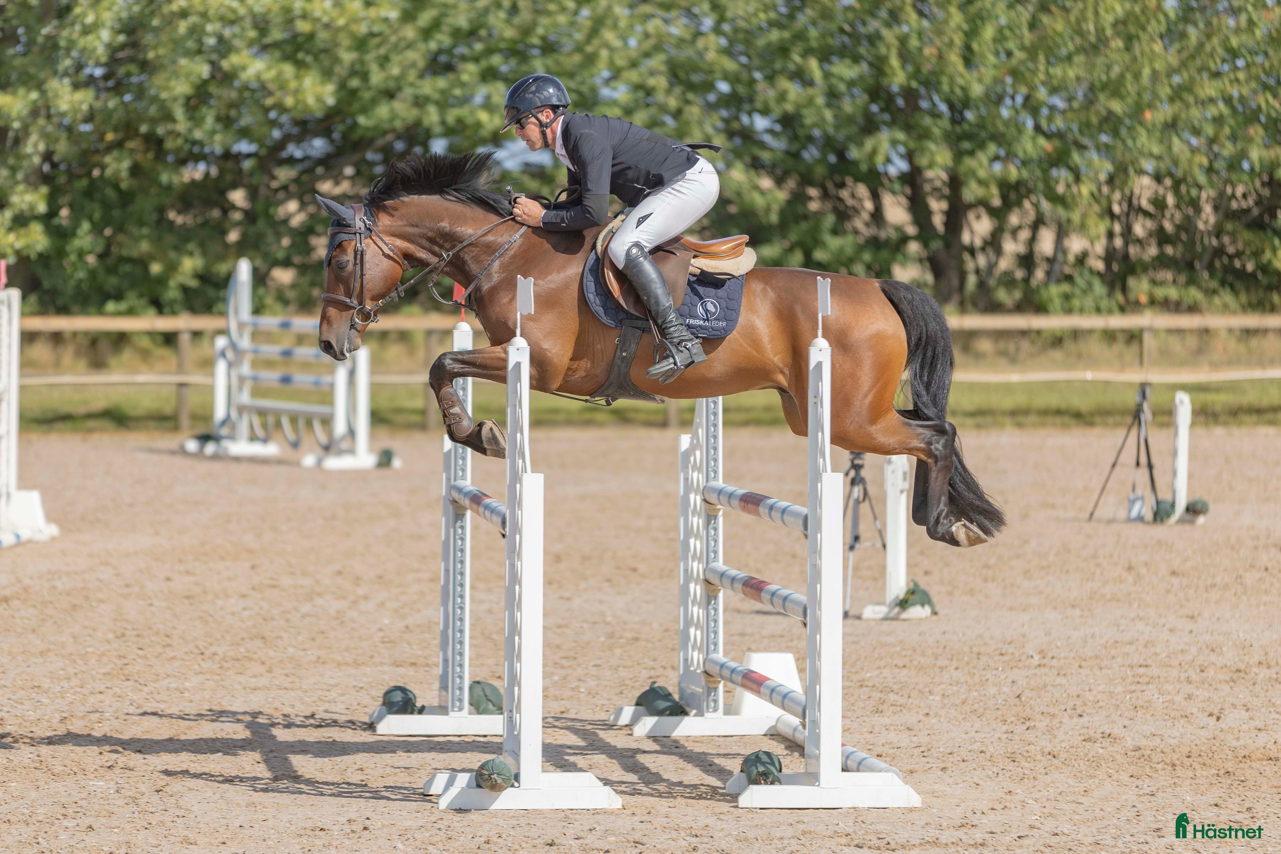  hästar Välhoppande energisk kille i Hörby - Annons 7