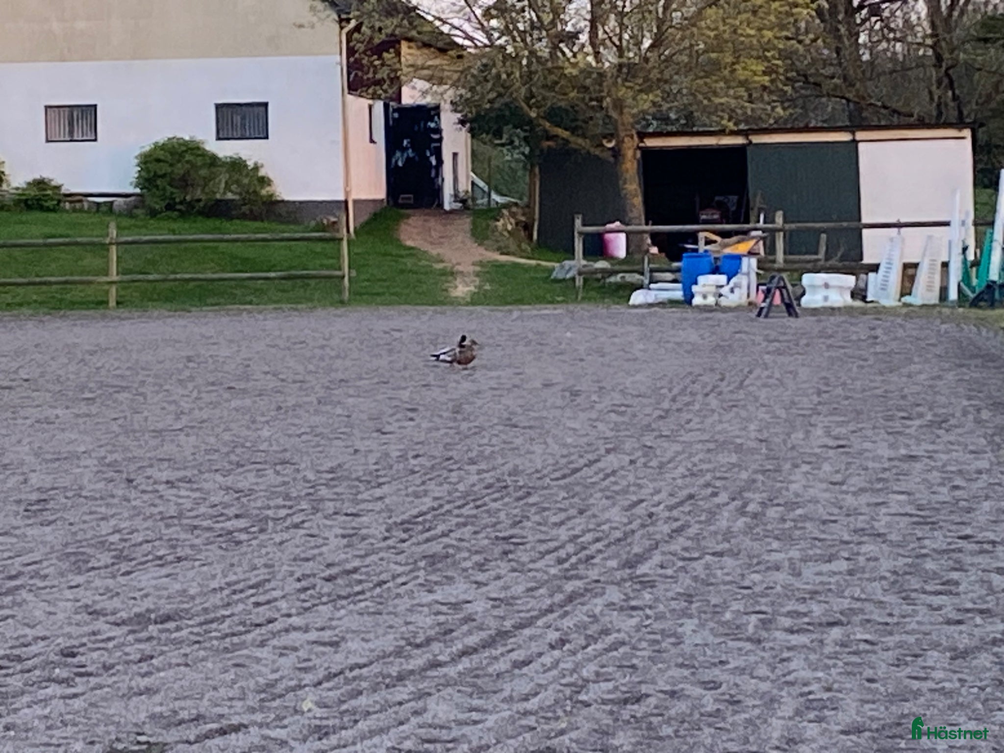  stallplats Plats i lösdrift med tillhörande box - Annons 7