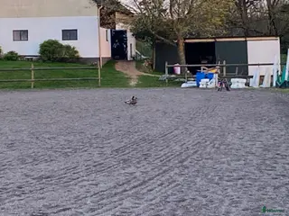 stallplats Plats i lösdrift med tillhörande box - Annons 7