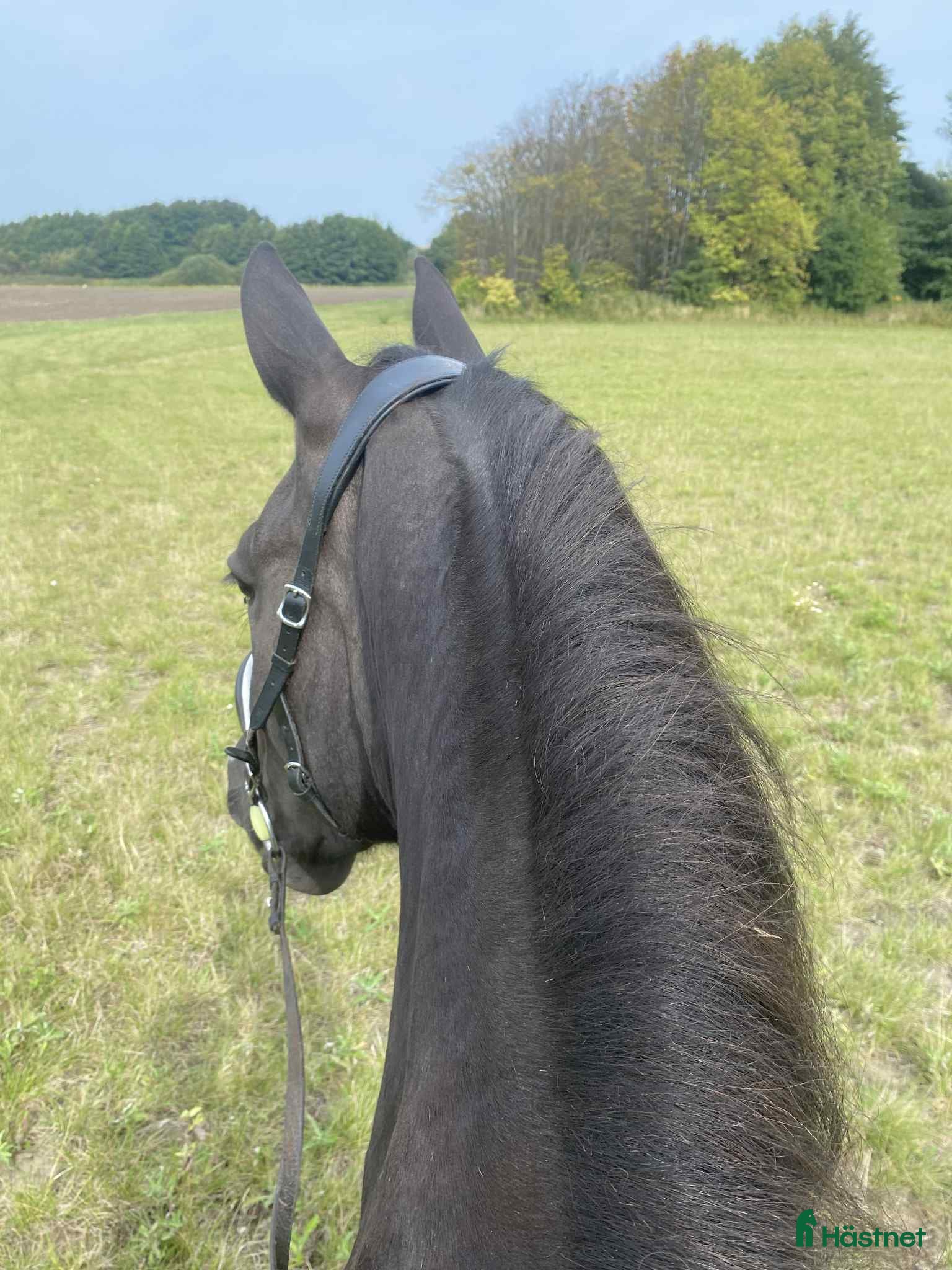  hästar Vackert frederiksborgersto. - Annons 2