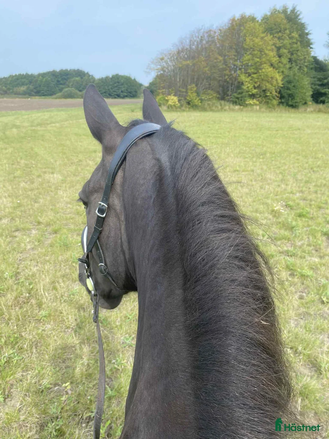 Övrigt hästar till salu: Vackert frederiksborgersto. - Annons 2