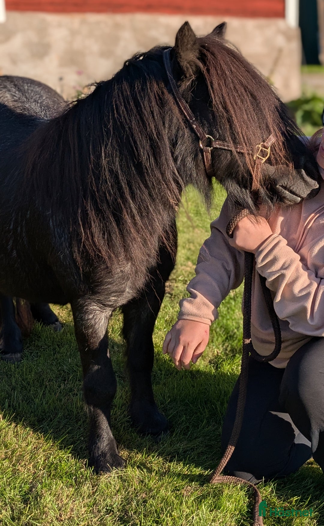 Allround hästar till salu: Ridet och kört sto+unghingstar  i Katrineholm - Annons 5